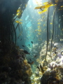   Diversity Kelp forest  